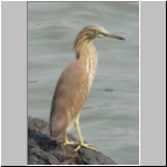 Indian pond heron.jpg